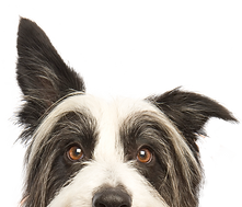 犬をのぞき