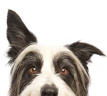犬をのぞき