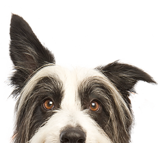 pet
