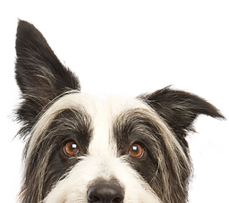 犬をのぞき