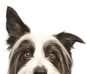perro de mirada furtiva
