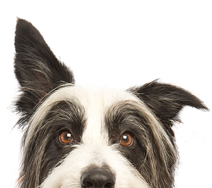 犬をのぞき