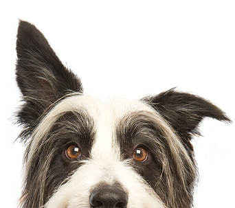 Dog with one ear down