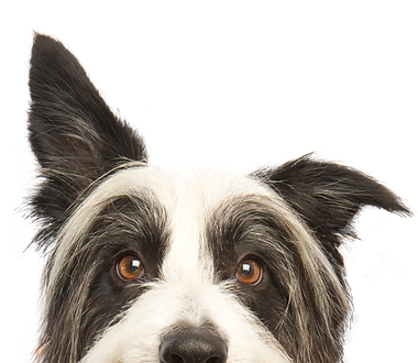 perro de mirada furtiva
