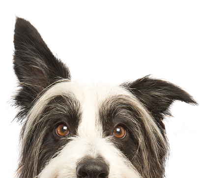 Dog Grooming