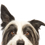 Thumbnail: Large Dogs Natural Treat Box TBLD01