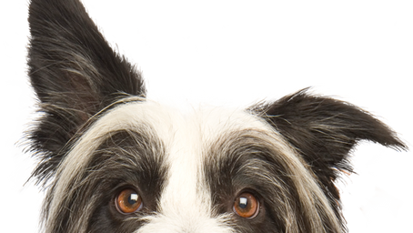 The Healing Power of Animals