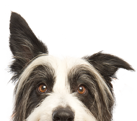 Dog Training