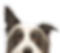 Nahaufnahme vom Gesicht des Hundes