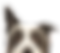 Peeping Dog