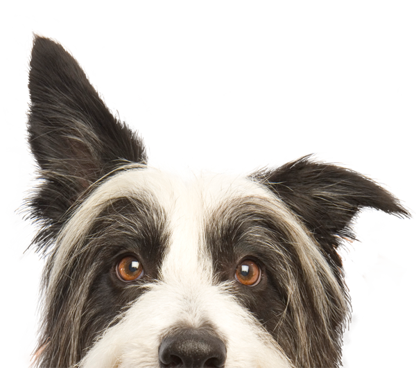 Nahaufnahme vom Gesicht des Hundes