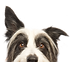 犬をのぞき