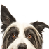 犬をのぞき