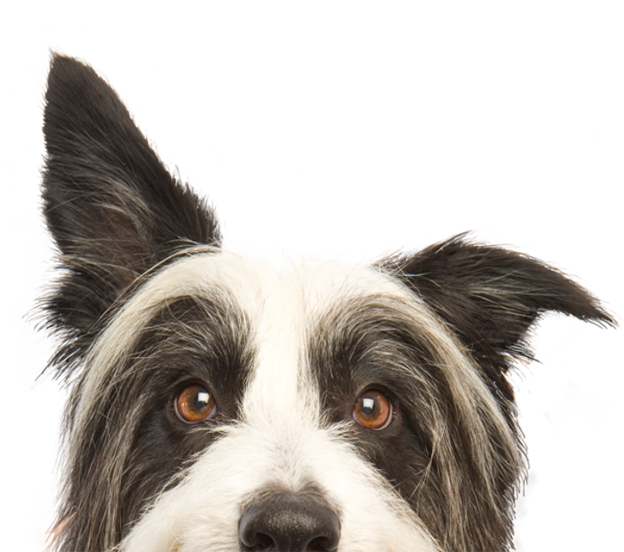 Pet chairs 2025 for dogs
