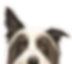 Dog w perked up ear