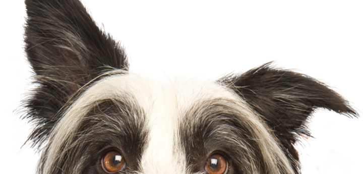 Peeping Dog