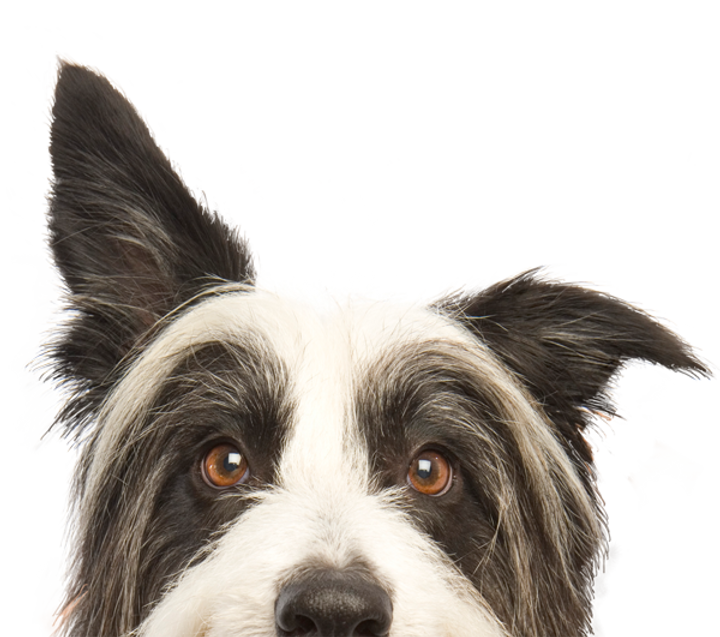 Summit Antler Chews all natural dog chews and treats