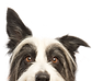 犬をのぞき