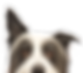 Peeping Dog
