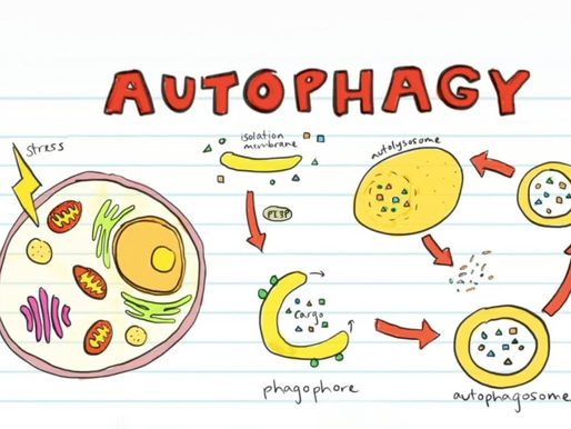 AUTOPHAGY
