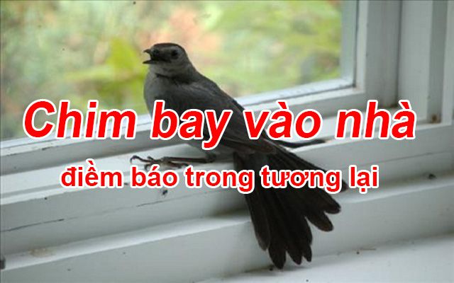 Chim bay vào nhà là điềm gì? Giải mã lô đề chim bay vào nhà và Báo cáo may mắn content media