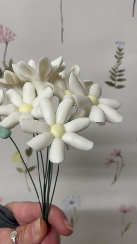 Daisy | philippawhiteside