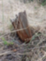 Wooden stake in ground