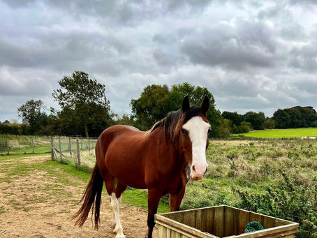 "Luxury" livery yards