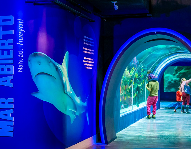 Acuario Michín: Un Mundo Marino en el Corazón de la CDMX