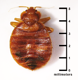 bed-bug-size-millimeters.png