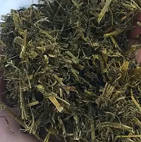 Alfalfa1.webp