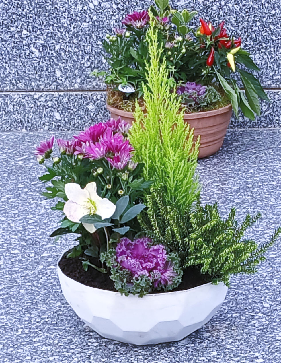 Compo plantes_edited