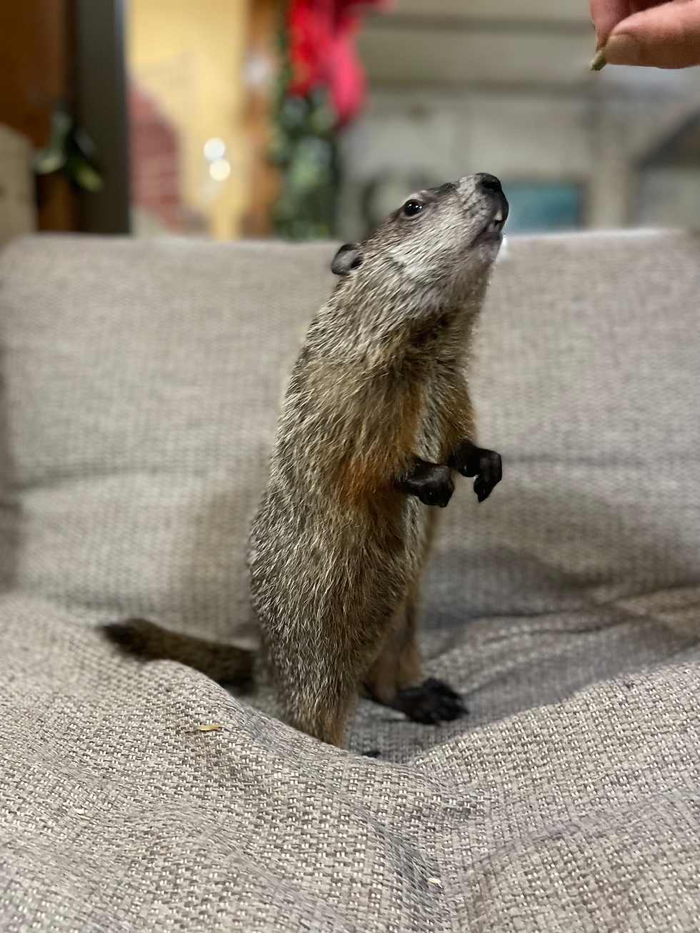 NO9 ウッドチャック