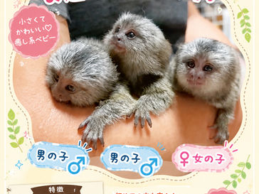 コモンマーモセットベビーのご案内