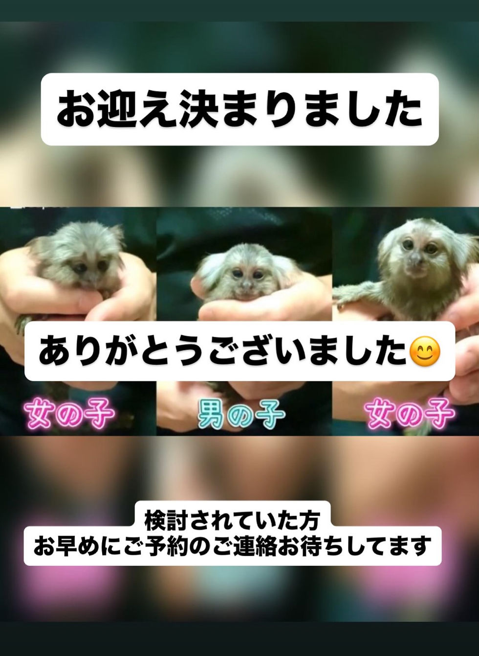 新しいご家族が決まりました