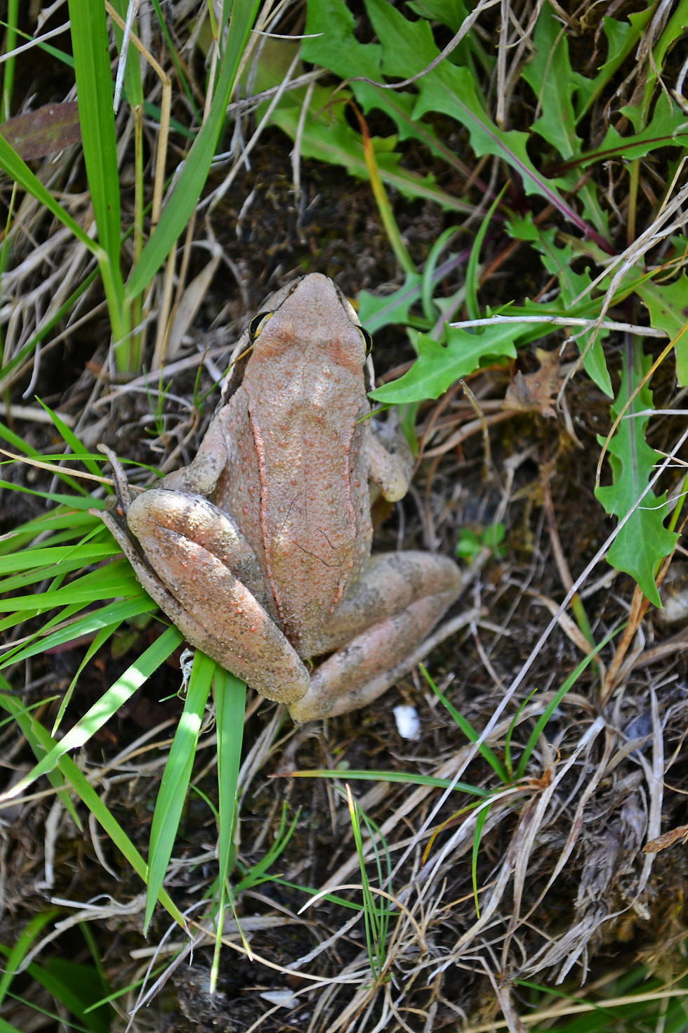 The frog way