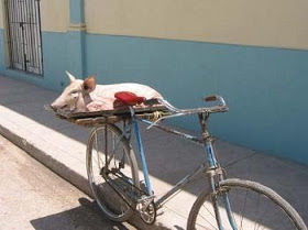 Precisamos de dar pérolas aos porcos