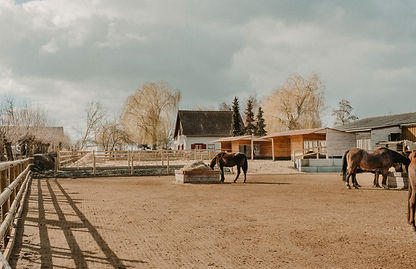 l'écurie d'orphée : écurie dynamique, stabilisation, chevaux en liberté, abris et foin