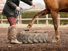 Comprendre  le tempérament du cheval pour travailler en confiance 