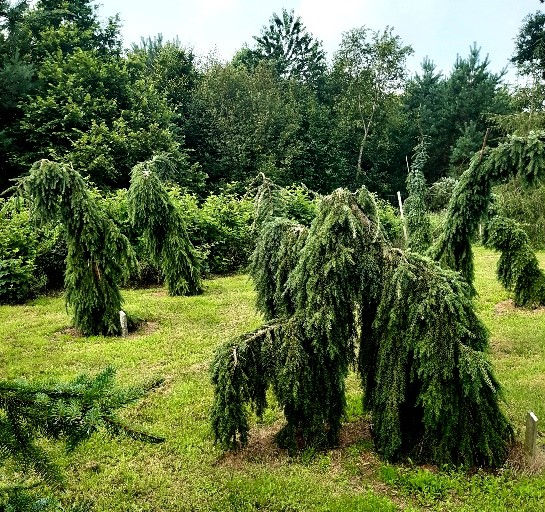 p 63 Freaks of nature b