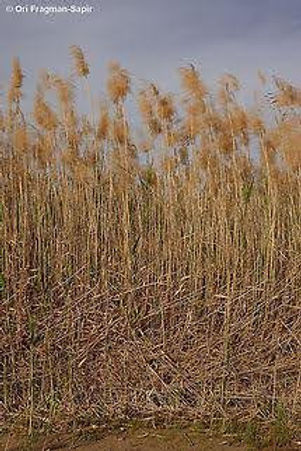 April Native April is Native Plant Month!