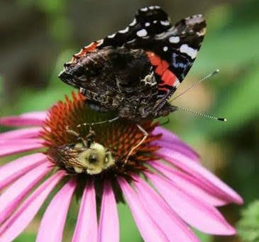 The Importance of Native Plants