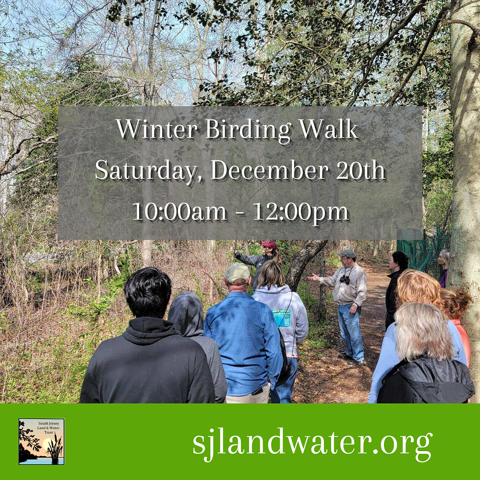 Winter Birding Walk