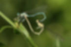White-legged damselflies (male is blue, female is greenish white) forming a “heart.” Livescience.com