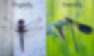 https://www.farmersalmanac.com/wp-content/uploads/2020/11/dragonfly-vs-damselfly.png