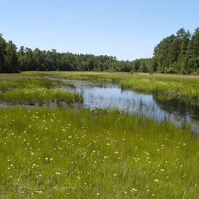 Cedar Lake.jpg