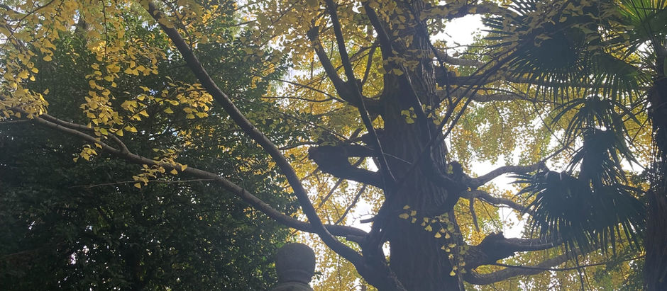 小さな癒やしスポット〜🌲