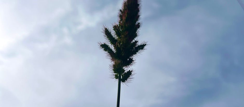 梅雨の合間