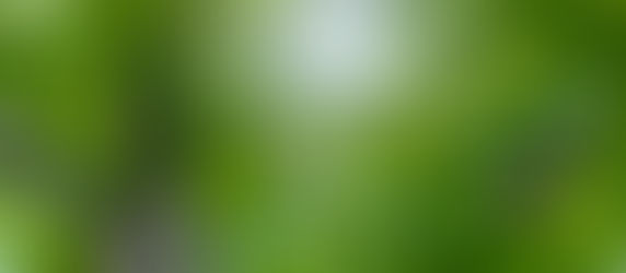 葉の間🌿