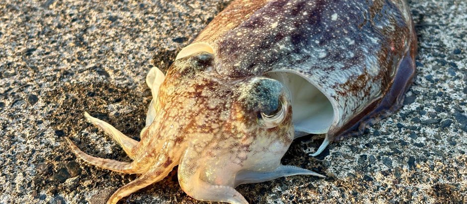 陸っぱりからこんにちは。コウイカの季節です🦑